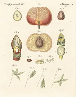 Propagation: Development, propagation and movement in plants