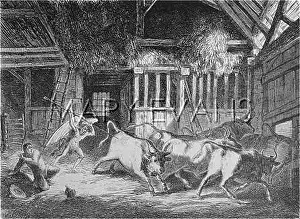 Dairyman: Devil and cattle