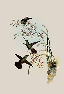 Amazilia: Deville's Amazili, Amazilia Devillei