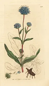 Scabiosa: Devil's bit scabious, Succisa pratensis