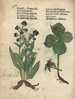 Scabious: Devil's bit scabious, Succisa pratensis, and