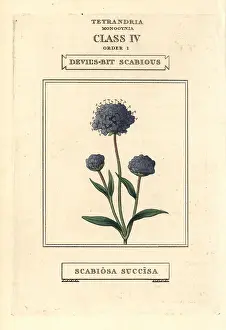 Scabiosa: Devil's bit scabious, Succisa pratensis