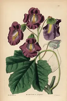 Fragrans: Devil's claw, Proboscidea fragrans