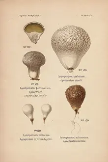 Dufour: Devil's snuffbox, Lycoperdon gemmatum, and