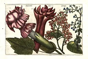 Datura: Devil's trumpet, Datura stramonium 1, 2, and