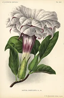 Datura: Devil's trumpet or metel, Datura metel