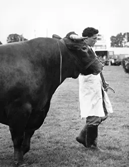 Minder: Devon bull at the Devon County Show