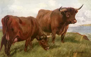 Drummond: Devon Cattle