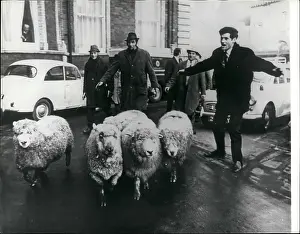 Ritz: Devon farmers with sheep protest in Exeter