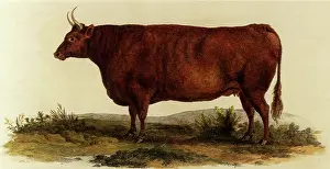 Smithfield: Devon Heifer