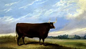 Bred: The Devon OX