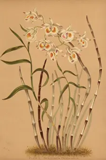 Dendrobium: Devon's dendrobium orchid, Dendrobium