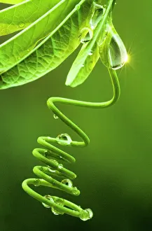 Tendril: Dew Drops on Curled