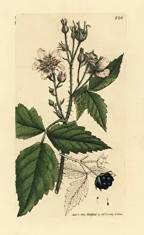 Rubus: Dewberry, Rubus caesius