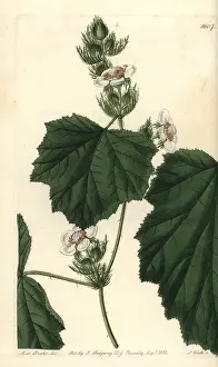 Ridgway: Dewy bramble, Rubus alceifolius