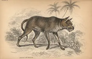 Lizars: Dhole of Ceylon, Chryseus ceylonicus Unknown species