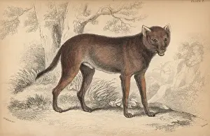 Alpinus: Dhole, Cuon alpinus