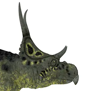 Ceratopsian: Diabloceratops dinosaur head