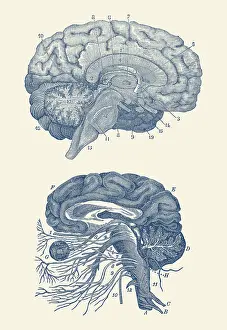 Hippocampus: Diagram of the arteries of the brain and the circulatory