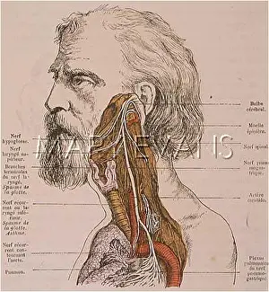 Asthma: DIAGRAM/ASTHMA/1883