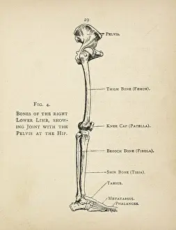 Femur: Diagram of the bones of the right leg and hip