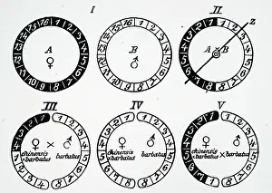 Germ: Diagram of the composition of the germ plasma in hybrids