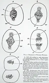 Nucleus: Diagram of division of cell nucleus