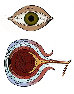 Gregor: Diagram of the Eye, Gregor Reisch