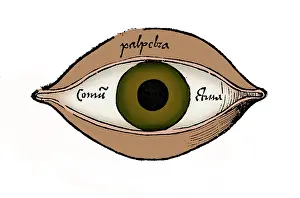 Gregor: Diagram of the Eye, Gregor Reisch