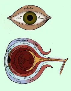 Gregor: Diagram of the Eye, Gregor Reisch