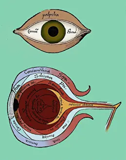 Gregor: Diagram of the Eye, Gregor Reisch