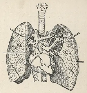 Pulmonary: Diagram of the heart, lungs and windpipe