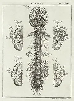 Vertebrae: Diagram of the human brain and spinal column