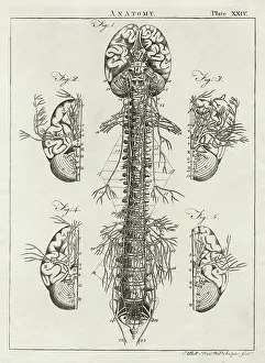 Nerves: Diagram of the human brain and spinal column