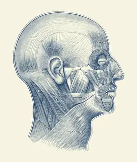 Tissue: Diagram of the human muscular system throughout