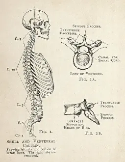 Ribs: Diagram of human skull and vertebral column
