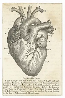Aorta: Diagram illustration of the human heart