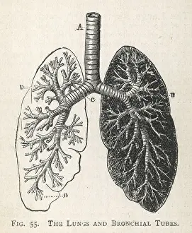 Pulmonary: Diagram of the lungs and bronchial tubes