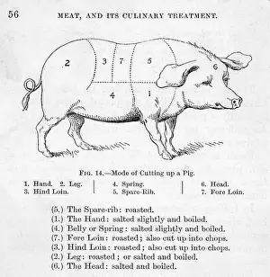 Pork: Diagram of Pork Cuts - Butchery