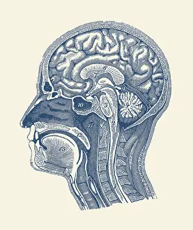 Normal: Diagram showcasing the arteries of the brain