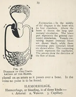 Pulmonary: Diagram showing the circulation of the blood