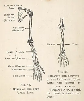 Radius: Diagrams of the bones of hand and arm
