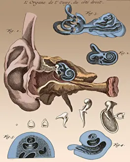 Auditory: Two Diagrams of Ear, 1744