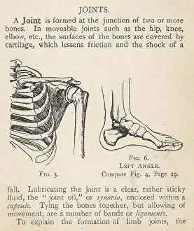 Ribs: Diagrams of human shoulder and ankle joints