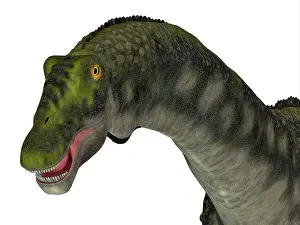 Albian: Diamantinasaurus dinosaur head
