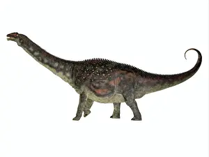 Macronaria: Diamantinasaurus dinosaur, side view on white background