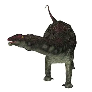 Macronaria: Diamantinasaurus dinosaur, front view on white background