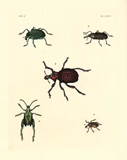 Ornatus: Diamond beetle and weevils