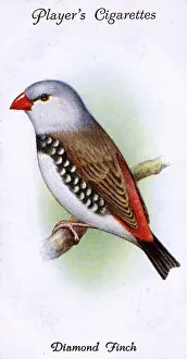 Finches: Diamond Finch