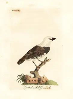 Guttata: Diamond firetail, Stagonopleura guttata